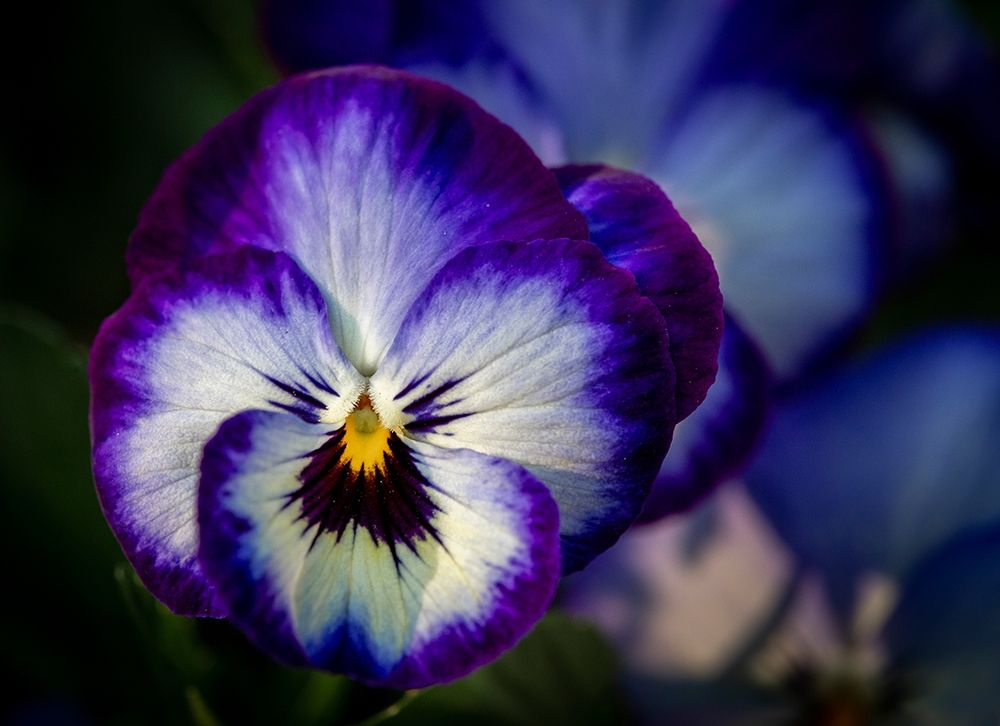 France-Giverny Close-up of purple pansies